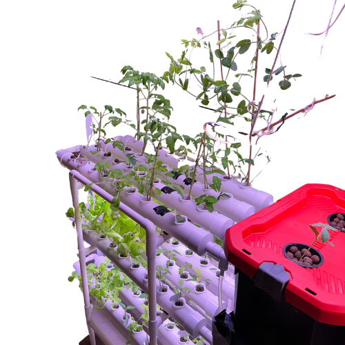 Image of a home NFT hydroponic system