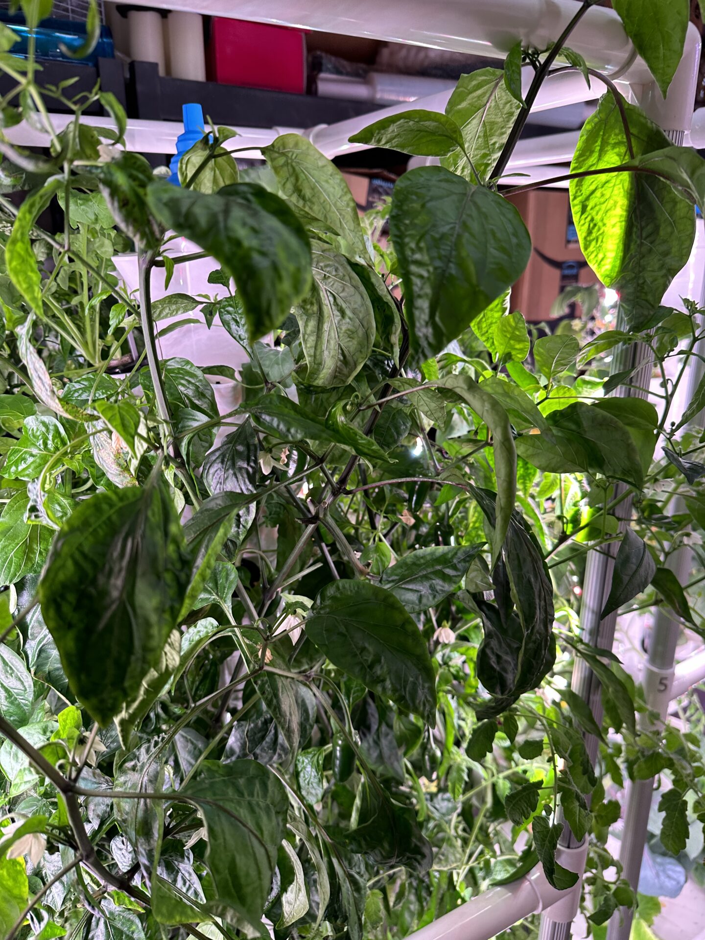 pepper plants overcrowded in a hydroponic tower