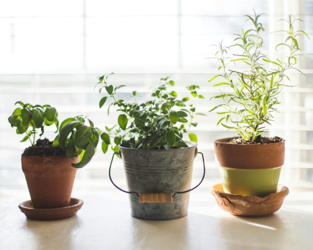 photo of plants being grown for indoor gardening.