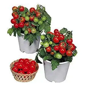 30+ Dwarf Red Robin Tomato Seeds, Heirloom Non-GMO, Sweet, Low Acid, Determinate, Open-Pollinated