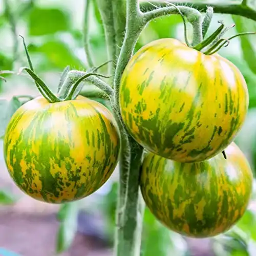 NIKA SEEDS - Vegetable Tomato Green Zebra Indeterminate - 50 Seeds