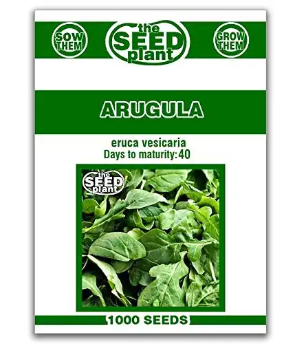 Arugula Seeds - 1000 Seeds Non-GMO