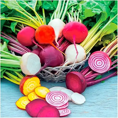 Seed Needs, 1,500+ Rainbow Beet Seed Mixture - 8 Variety Heirloom Mix (Beta vulgaris) Bulk Non-GMO