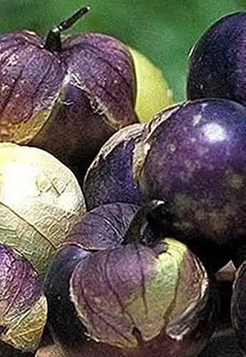 Tomatillo Purple Tomato Seed - Heirloom Seeds