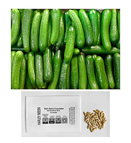 US Grown! 30+ Persian Beit Alpha (a.k.a. Lebanese) Cucumber Seeds Heirloom Non-GMO Burpless Sweet Non-Bitter and Acid Free, Crispy and Sweet, Fragrant and Delicious, Cucumis sativus, Grown in USA!