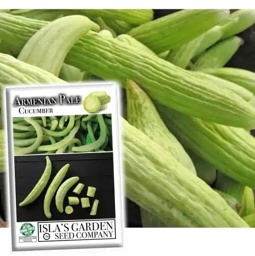 Armenian Pale Green Cucumber Seeds for Planting, 100+ Heirloom Seeds Per Packet, (Isla's Garden Seeds), Non GMO Seeds