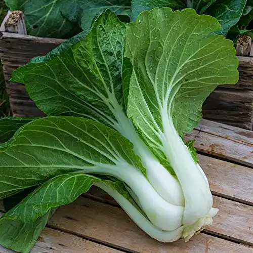 Seeds4planting - Seeds Chinese Cabbage Bok Choy Heirloom Vegetable Non GMO