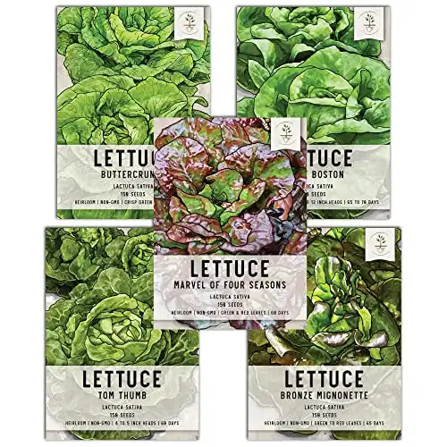 Seed Needs, Butterhead Lettuce Seeds for Planting (5 Lettuce Variety Pack/Seed Collection) Heirloom, Non-GMO & Untreated – Great for Hydroponics