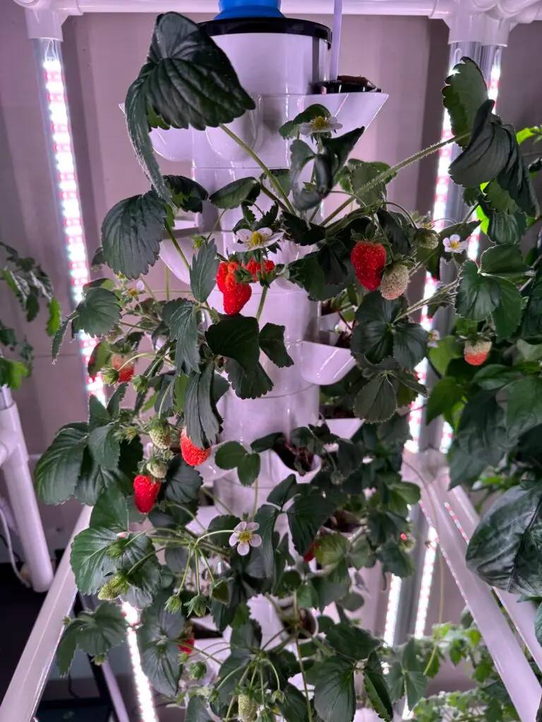 Albion Everbearing Strawberries growing in a vertical hydroponic tower with bright red berries and lush green foliage.