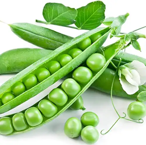 Earthcare Seeds Peas Little Marvel Sweet Dwarf Bush Pea 50 Seeds (Pisum sativum) No GMO Open Pollinated - Heirloom