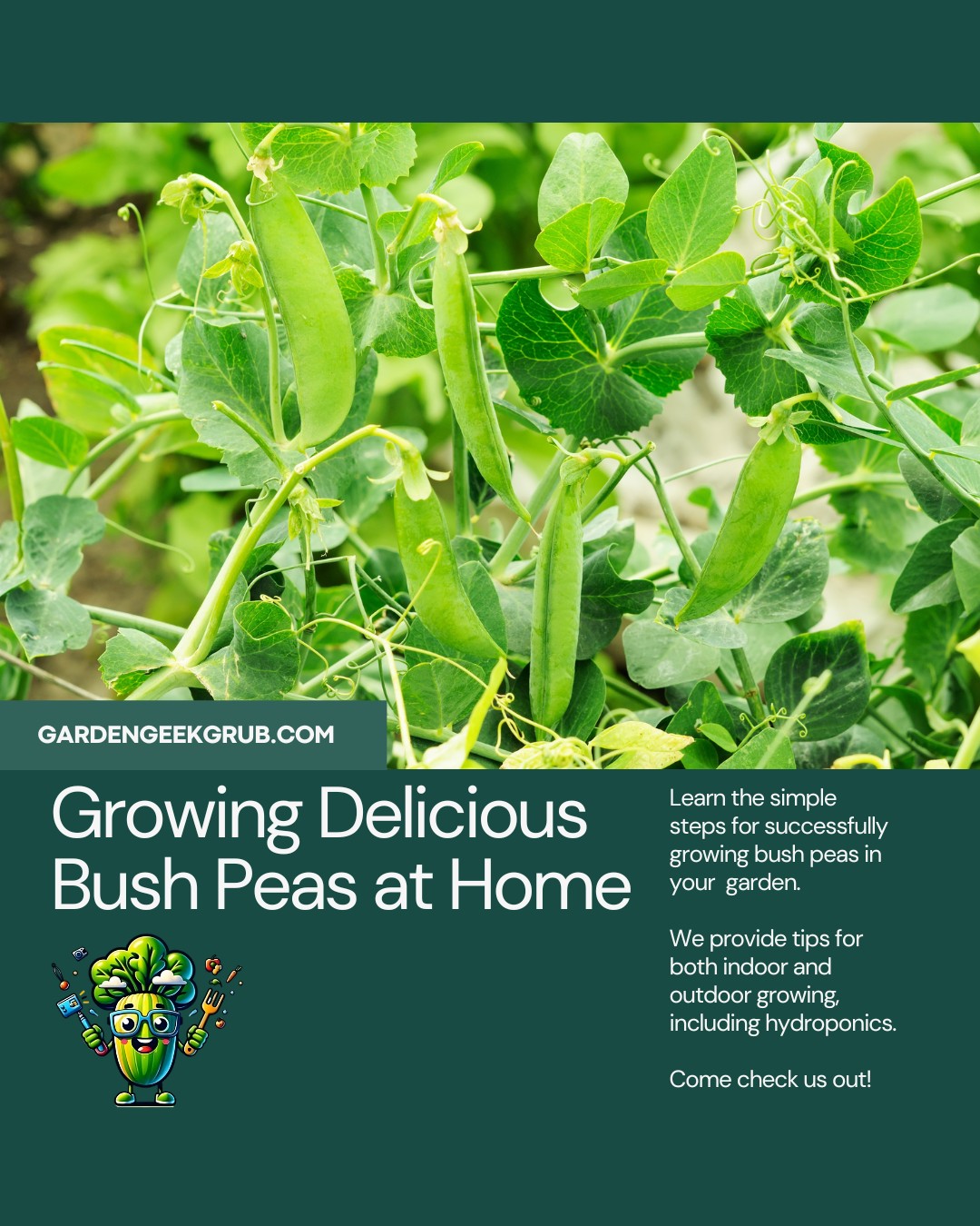 Green bush pea plants with pods growing in a garden.