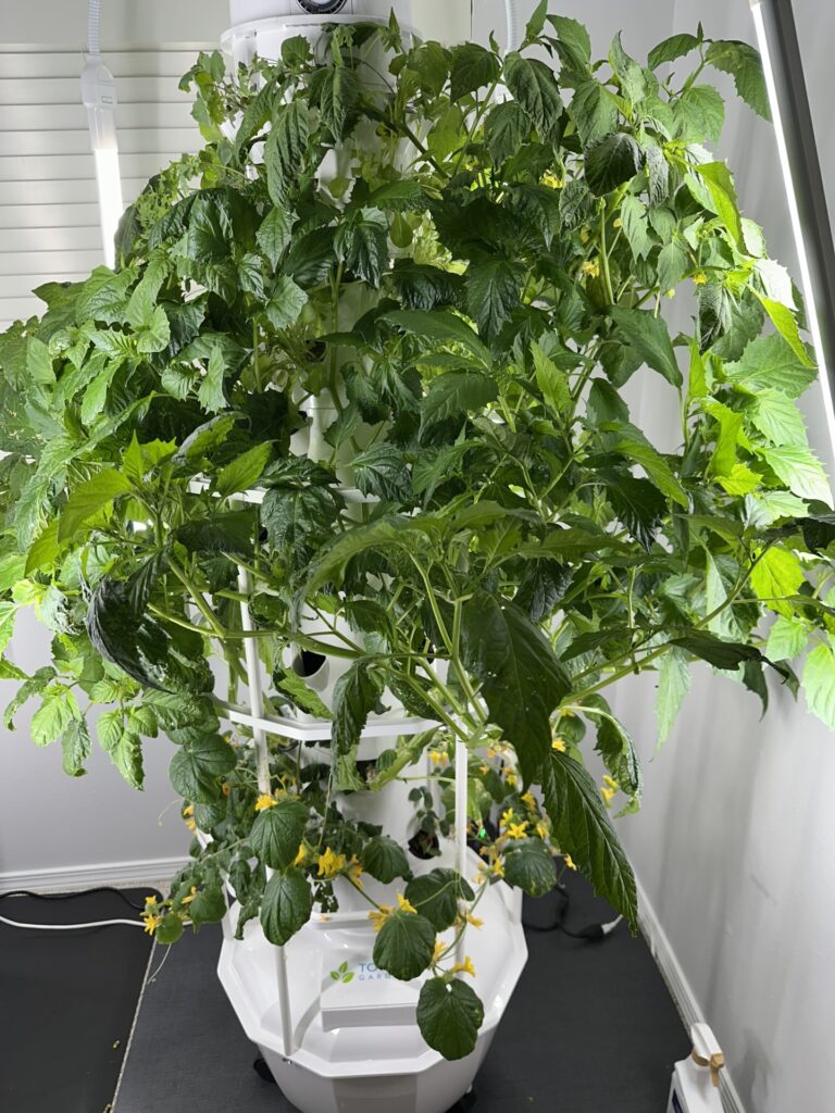 Tower Garden overtaken with Tomatillos